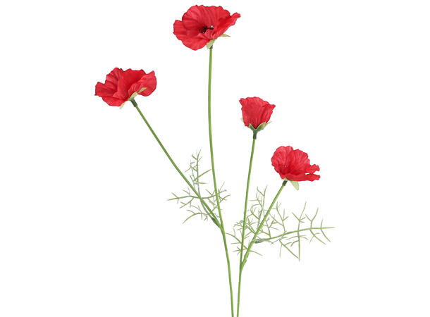 Kvist rød valmue 59cm 