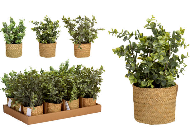 Blomst sjøgresskurv i potte 25x32cm 3ass 