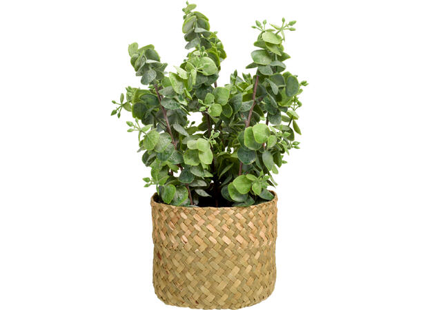 Blomst sjøgresskurv i potte 25x32cm 3ass 
