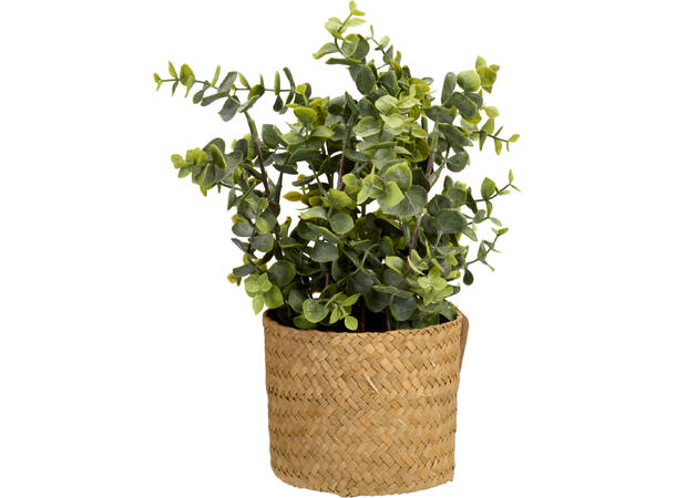 Blomst sjøgresskurv i potte 25x32cm 3ass 