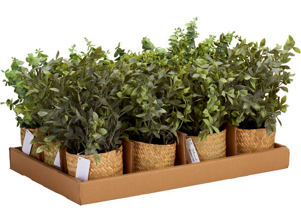 Blomst sjøgresskurv i potte 25x32cm 3ass 