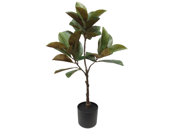 Magnolia grønn i sort potte 50x95cm 