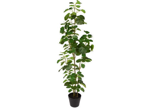 Plante eføy grønn sort potte 122cm 