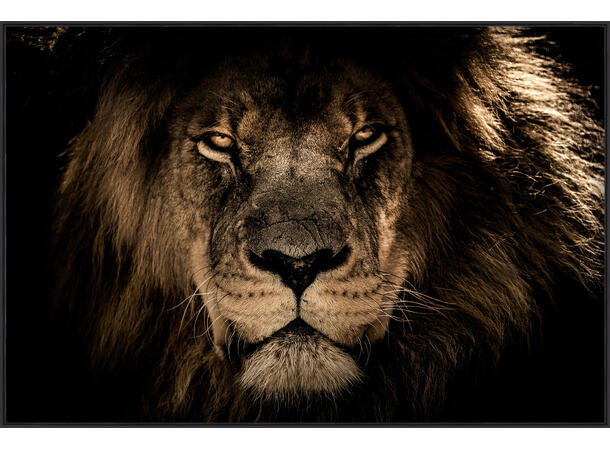 Bilde Løve Sort ramme 105x70cm Forpk 2stk  Temperert glass 