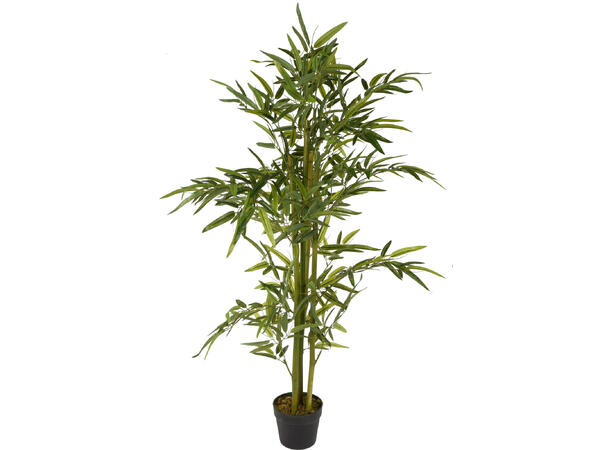 Plante bambustre i sort potte 75x130cm 