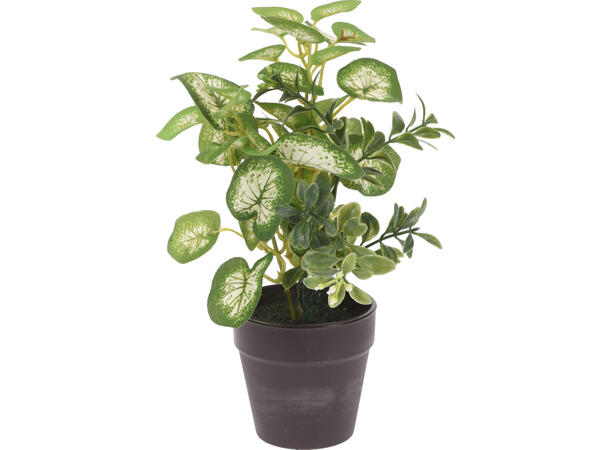 Plante ass.grønn sort potte 20cm 6ass 24 stk i display 