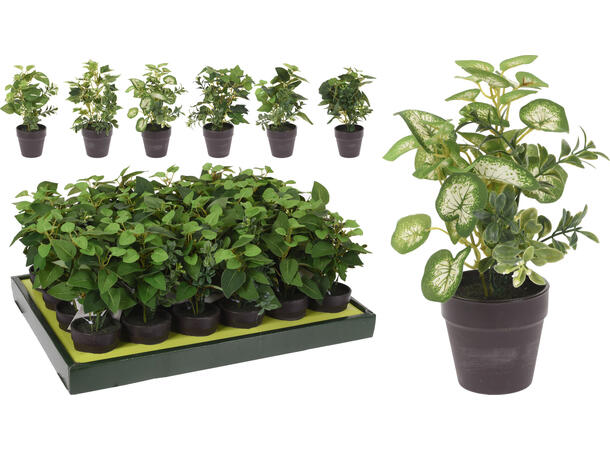 Plante ass.grønn sort potte 20cm 6ass Display 24stk 