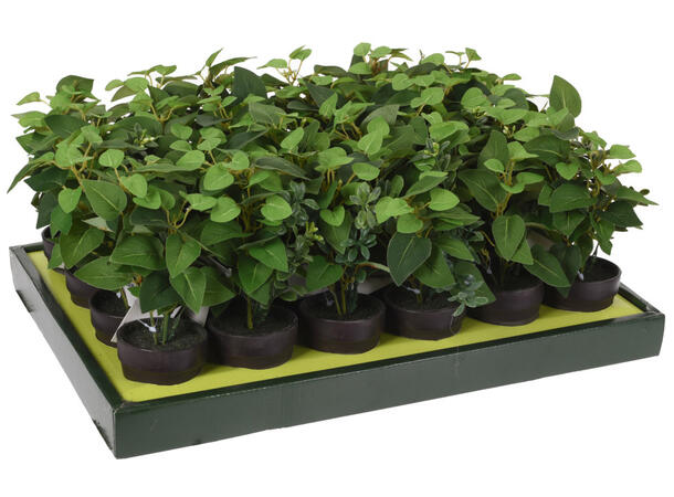 Plante ass.grønn sort potte 20cm 6ass Display 24stk 