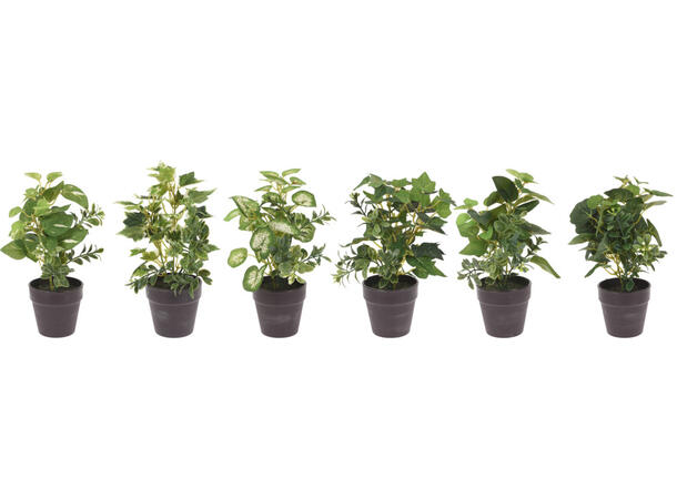 Plante ass.grønn sort potte 20cm 6ass Display 24stk 