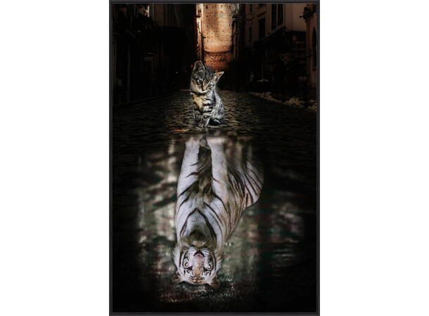 Bilde Katt tiger Sort ramme 60x90cm Forpakning: 2 stk  Temperert glass 