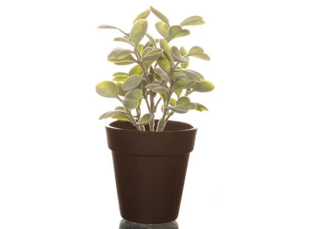 Plante hjerteblad sort potte 12x12x18cm Kunstig plante m/sortfarget jord/sand 
