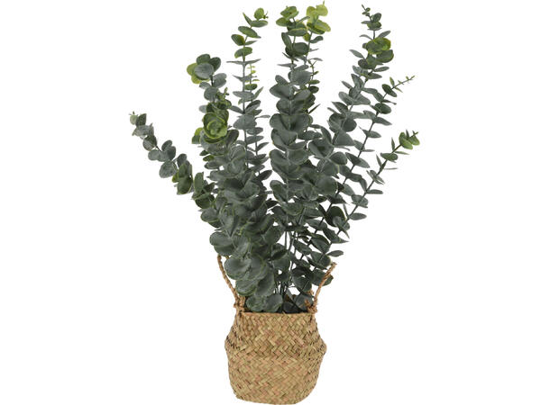 Eukalyptus i flettet kurv 22x22x50cm 