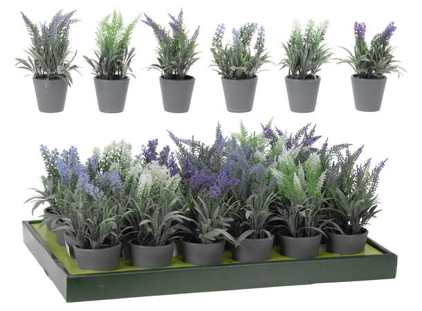 Blomst Lavendel grå potte 10x20cm 24 stk i display 6ass 