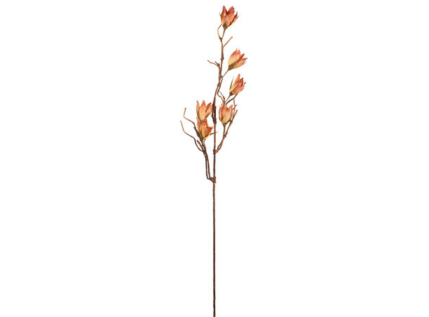 Kvist magnolia oransje 100cm 