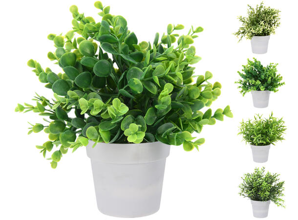Plante grønn i hvit potte 9x9cm h:24cm 12 stk I display 4 ass 