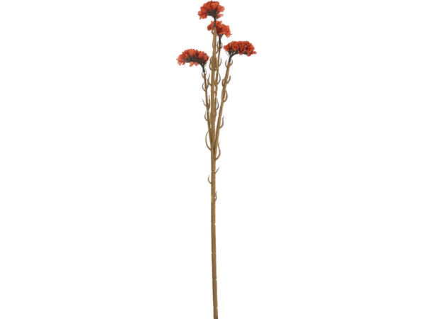 Blomst hanekam bruntoner h:62cm 4ass Minimum 24 assortert 
