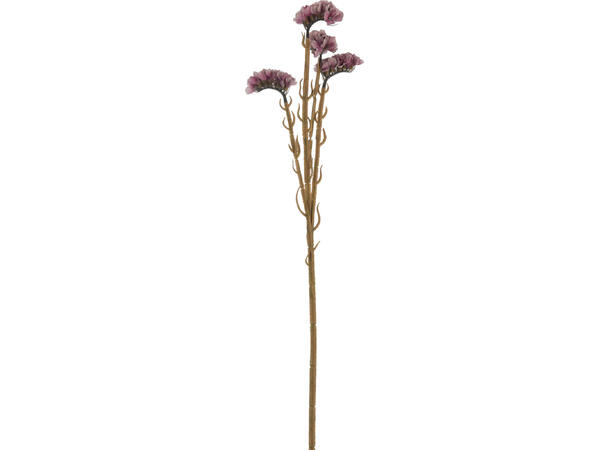 Blomst hanekam bruntoner h:62cm 4ass Minimum 24 assortert 
