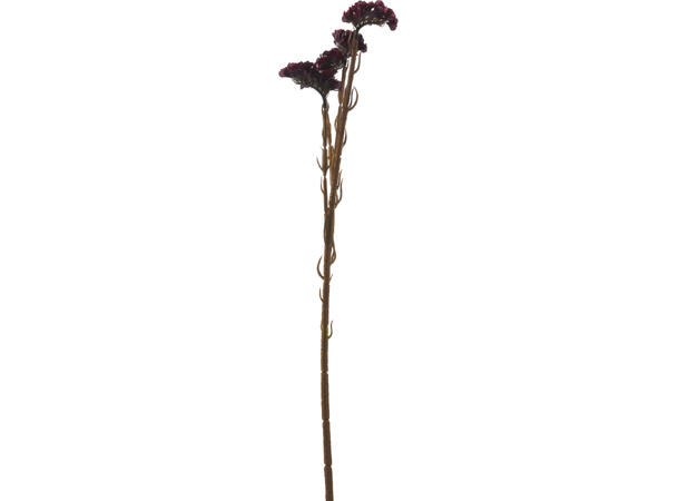 Blomst hanekam bruntoner h:62cm 4ass Minimum 24 assortert 