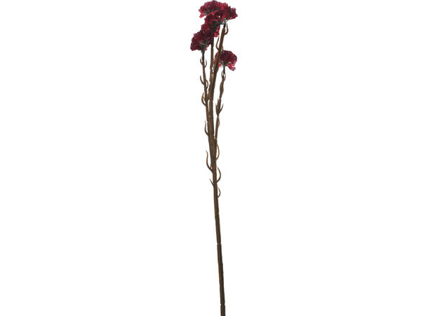 Blomst hanekam bruntoner h:62cm 4ass Minimum 24 assortert 